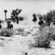 photo du film Bagarre à Apache Wells