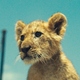 photo du film King