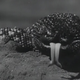 photo du film The Giant Gila Monster