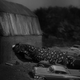 photo du film The Giant Gila Monster