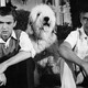 photo du film Quelle vie de chien