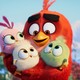 photo du film Angry Birds : copains comme cochons