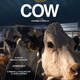 photo du film Cow