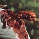 photo du film Aliens vs Predator : Requiem