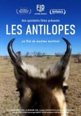 voir la fiche complète du film : Les antilopes