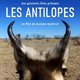 photo du film Les antilopes