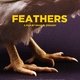 photo du film Plumes