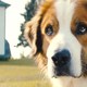 photo du film Mes autres vies de chien