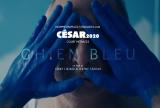 voir la fiche complète du film : Chien bleu