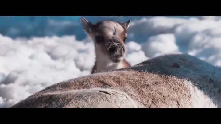 Extrait vidéo du film  Aïlo : une odyssée en Laponie