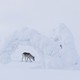 photo du film Aïlo : une odyssée en Laponie