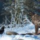 photo du film Aïlo : une odyssée en Laponie