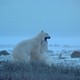 photo du film Alaska : Spirit of the Wild