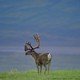 photo du film Alaska : Spirit of the Wild