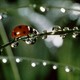 photo du film Microcosmos : Le peuple de l'herbe