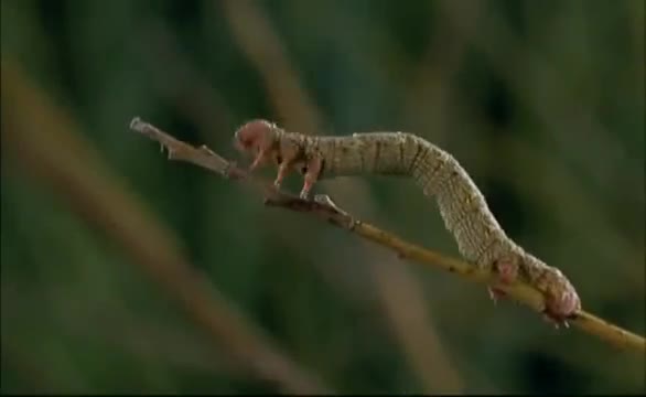 Extrait vidéo du film  Microcosmos : Le peuple de l herbe