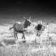 photo du film Les Filles au Moyen Âge