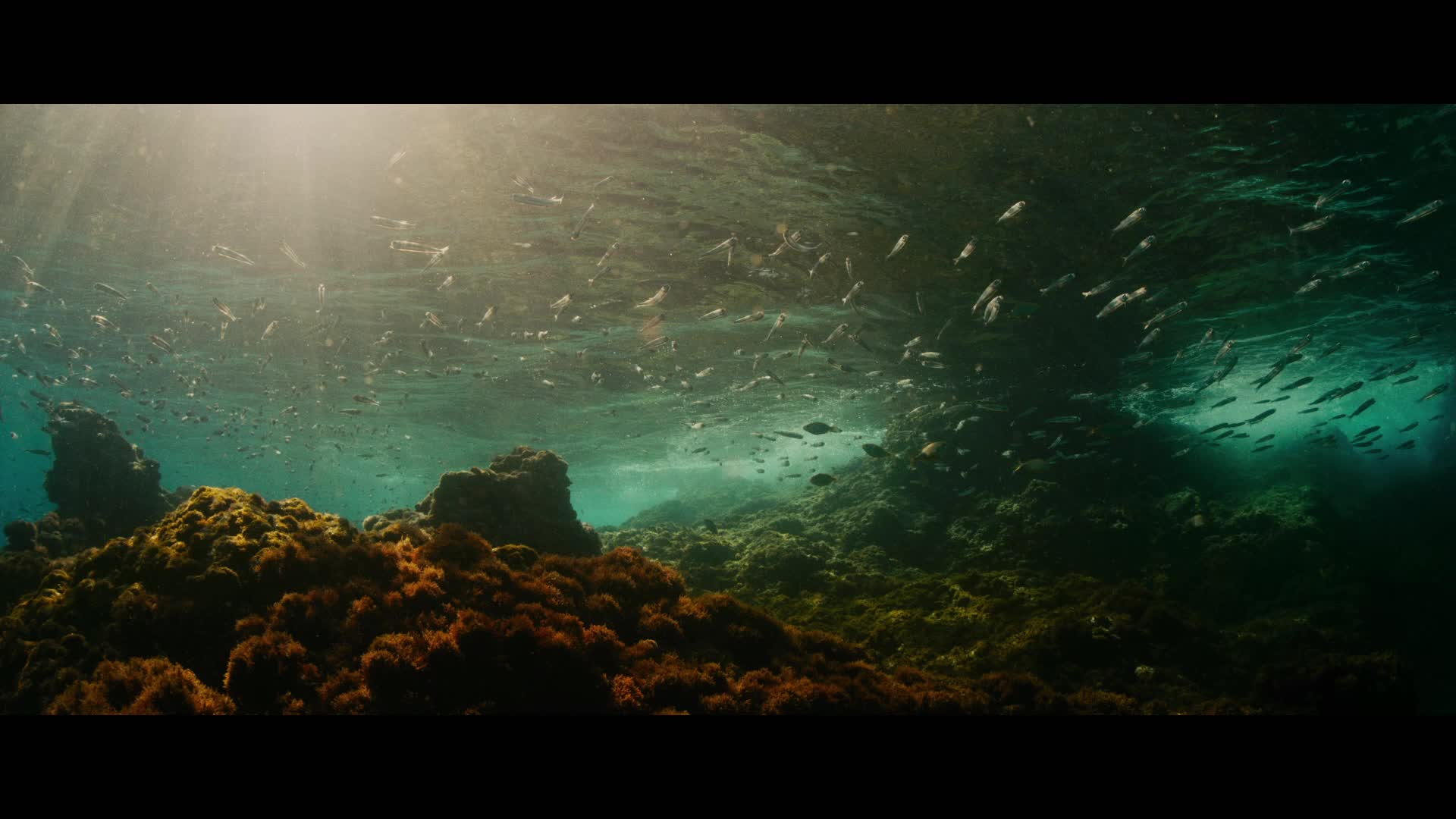 Extrait vidéo du film  Évolution