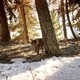 photo du film Marche avec les loups