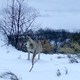 photo du film Marche avec les loups