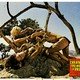 photo du film Violence et sexe aux temps préhistoriques