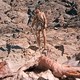 photo du film Quand les dinosaures dominaient le monde