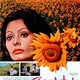 photo du film Les Fleurs du soleil