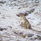 photo du film Nés en Chine