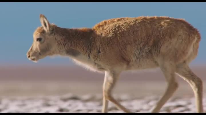 Extrait vidéo du film  Nés en Chine