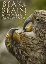 Beak & brain : genius birds from down under