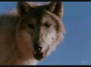 Extrait vidéo du film  La légende de Lobo