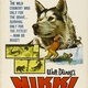 photo du film Nikki, Wild Dog of the North