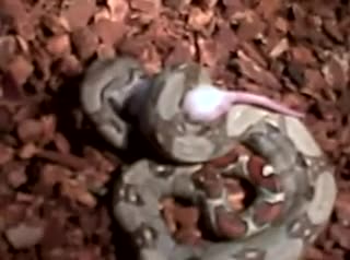 Un extrait du film  The Mangler