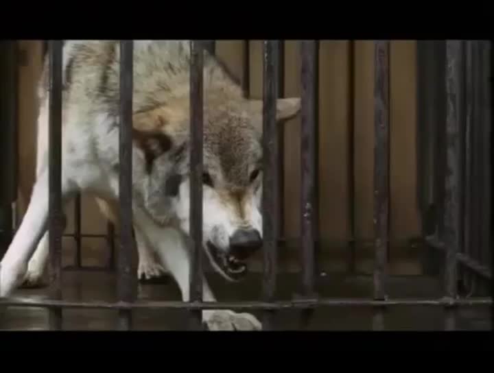 Extrait vidéo du film  La Jeune fille et les loups