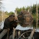 photo du film Mèche Blanche, Les Aventures Du Petit Castor