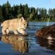 photo du film Mèche Blanche, Les Aventures Du Petit Castor