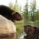 photo du film Mèche Blanche, Les Aventures Du Petit Castor