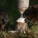 photo du film Mèche Blanche, Les Aventures Du Petit Castor