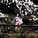 photo du film Cherry Blossoms, un rêve japonais