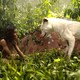 photo du film Mowgli : la légende de la jungle