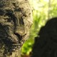 photo du film Mowgli : la légende de la jungle