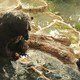 photo du film Mowgli : la légende de la jungle