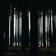 photo du film Le Coeur noir des forêts