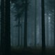 photo du film Le Coeur noir des forêts