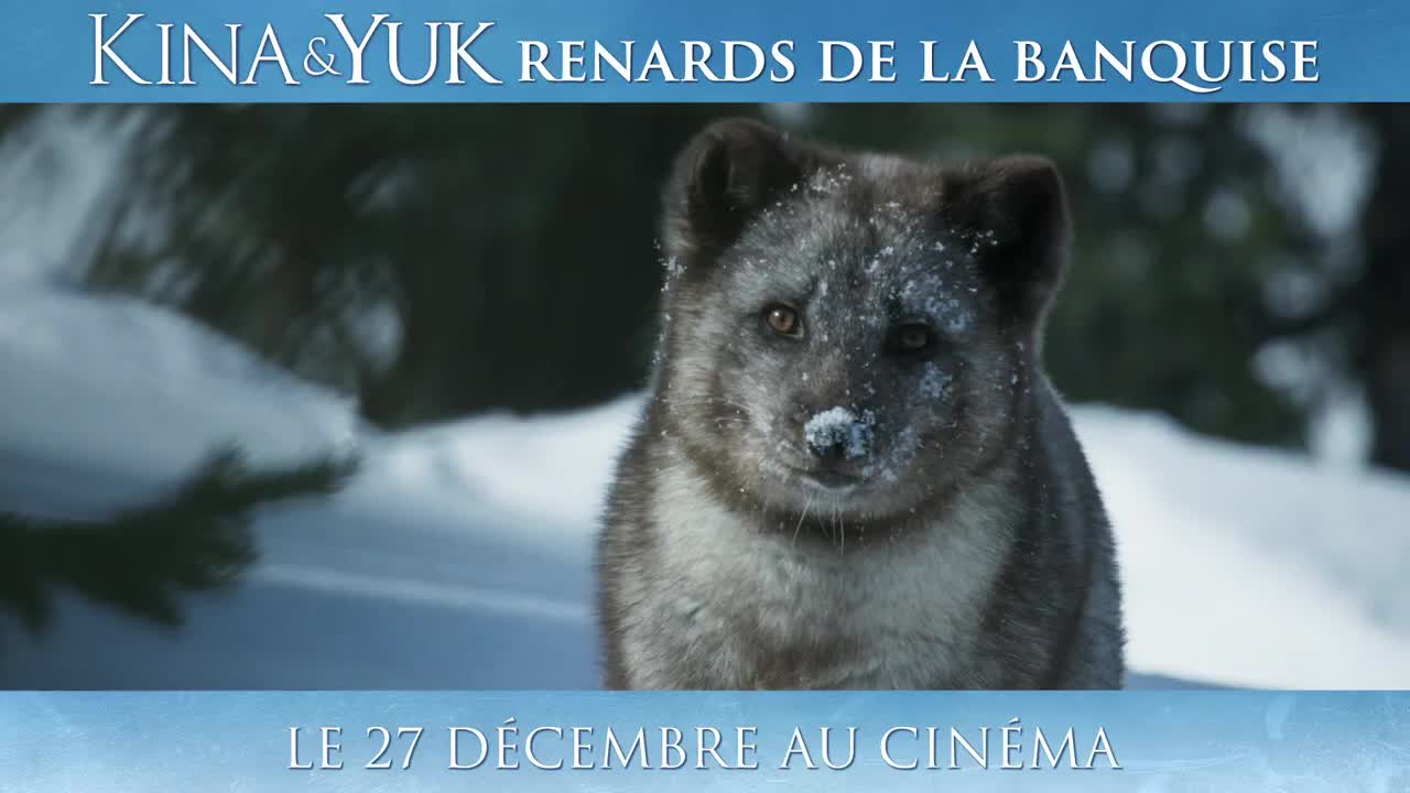 Extrait vidéo du film  Kina & Yuk : Renards de la banquise