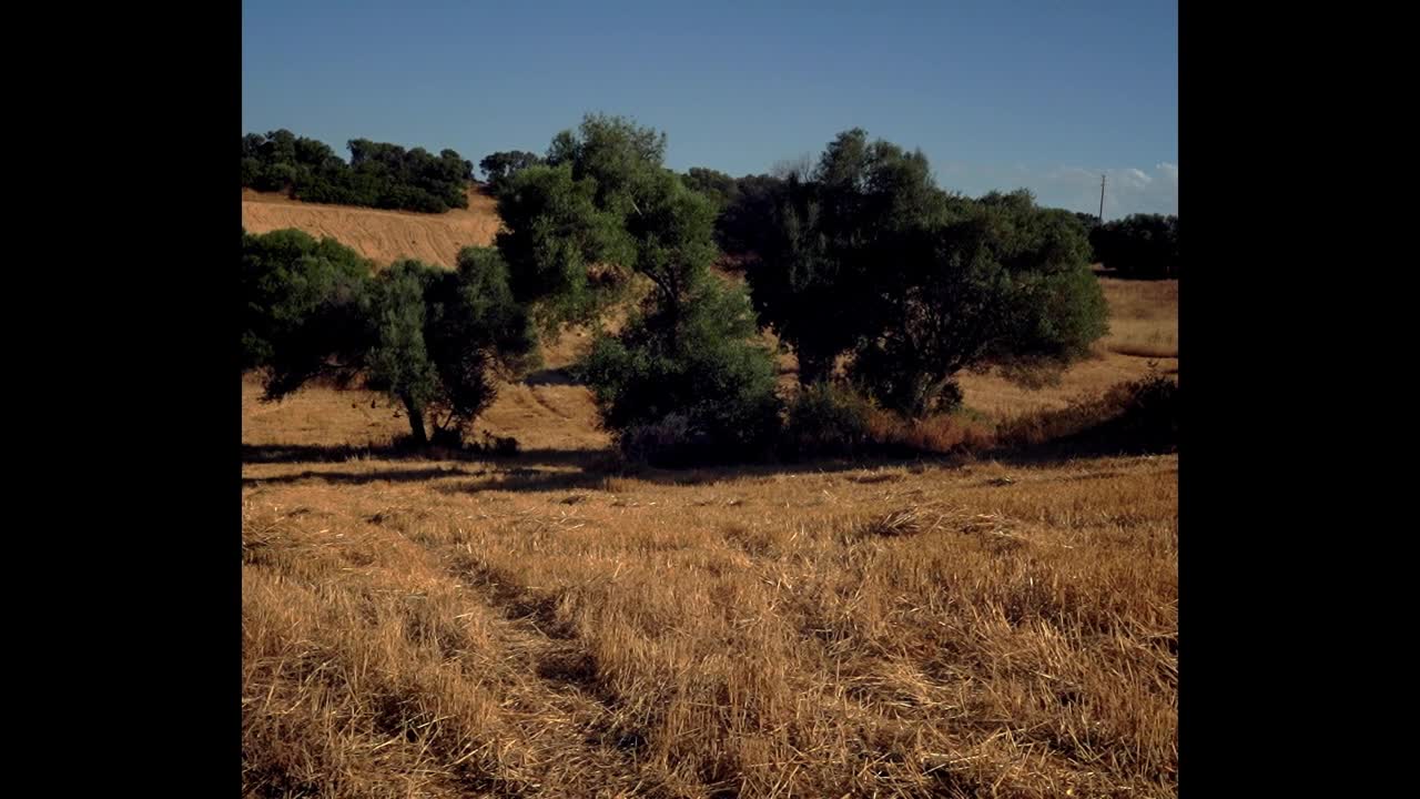 Extrait vidéo du film  The Mercy Tree - Drzewo Miłosierdzia