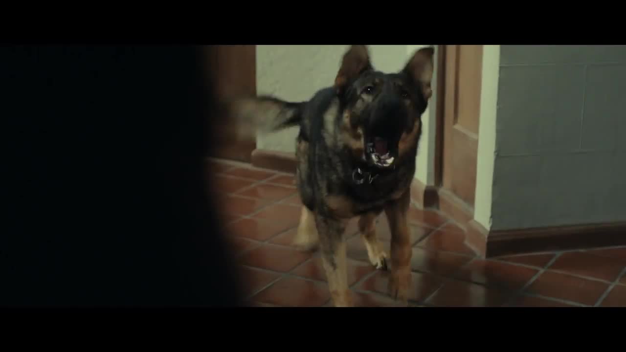 Extrait vidéo du film  Chien blanc