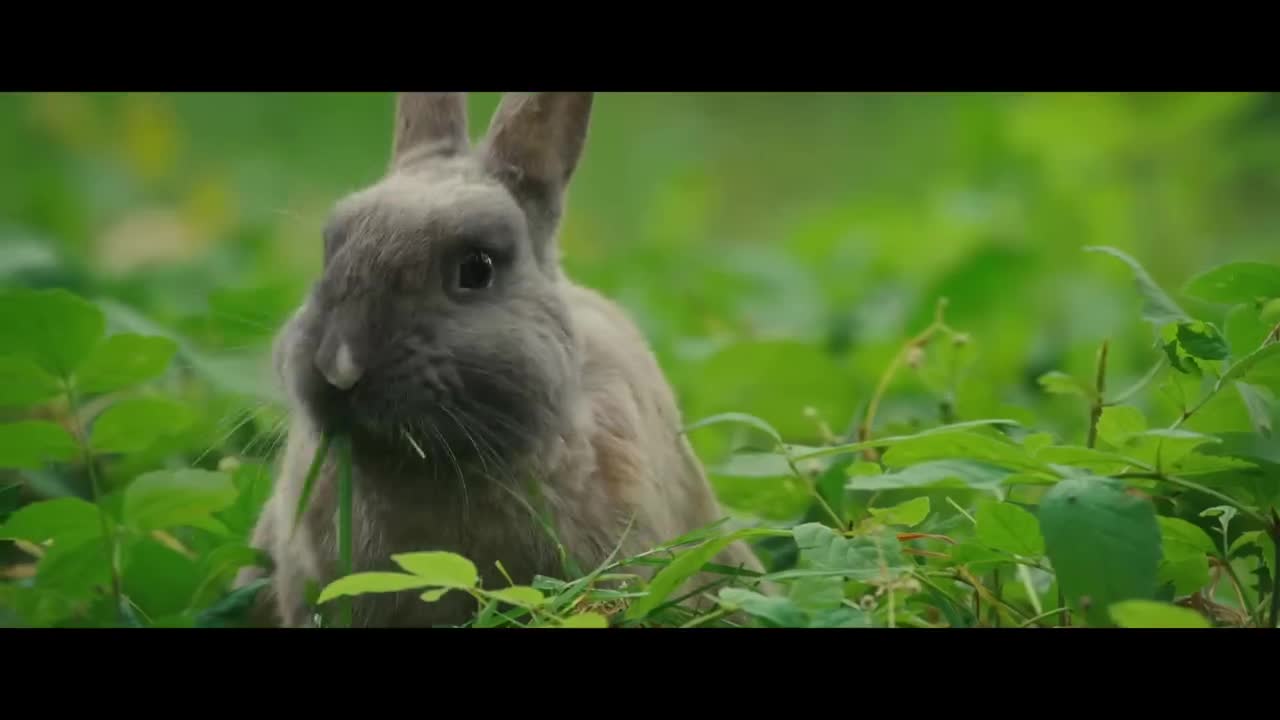 Extrait vidéo du film  Bambi, L’histoire d’une vie dans les bois