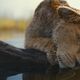 photo du film Mufasa : Le roi lion