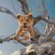 photo du film Mufasa : Le roi lion